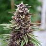 Auto Kul-Sey feminised Bang Seeds Auto Kul-Sey feminised Bang Seeds