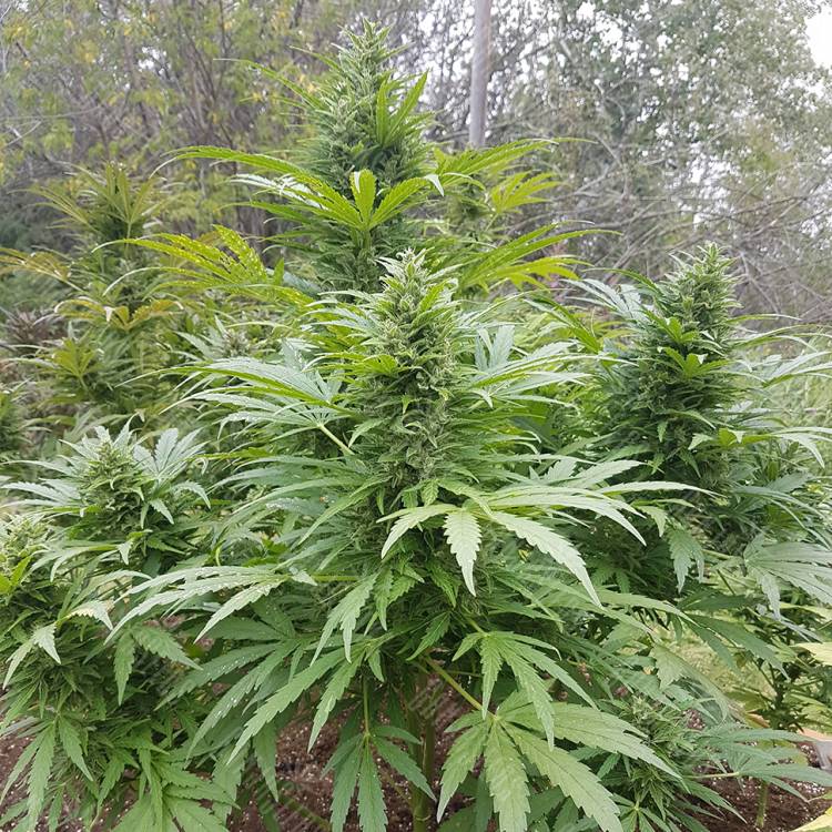 семена конопли марихуаны Original Afghani regular Ganja Seeds