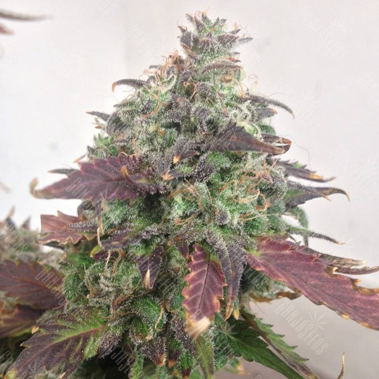 семена сортовой конопли Auto Caramello regular семена сортовой конопли Auto Caramello regular