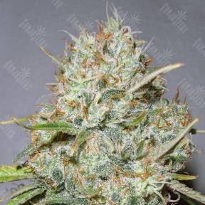 Shark Widow feminised Advanced Seeds