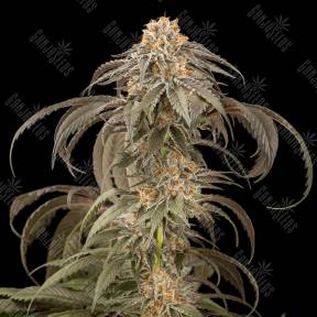 Purple Afghan Kush feminised Dinafem Seeds