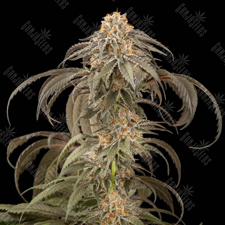 семена конопли в России Purple Afghan Kush feminised Dinafem Seeds семена конопли в России Purple Afghan Kush feminised Dinafem Seeds