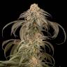 семена конопли в России Purple Afghan Kush feminised Dinafem Seeds семена конопли в России Purple Afghan Kush feminised Dinafem Seeds