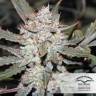 семена конопли наложенным платежом Autoflower High Potency Mix feminised Dutch Passion Seeds семена конопли наложенным платежом Autoflower High Potency Mix feminised Dutch Passion Seeds