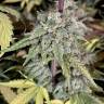 семена конопли почтой BubbleGummer feminised Female Seeds семена конопли почтой BubbleGummer feminised Female Seeds