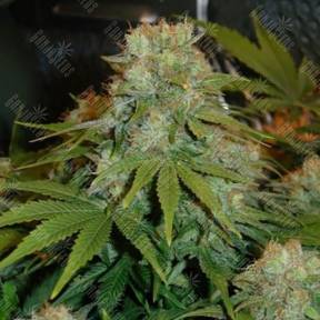 Pre-99 Big Bud feminised Nirvana Seeds