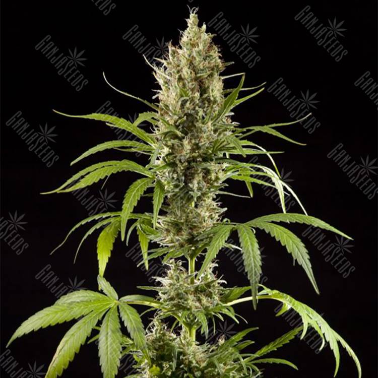 семена конопли в России Easy Haze feminised Philosopher Seeds семена конопли в России Easy Haze feminised Philosopher Seeds