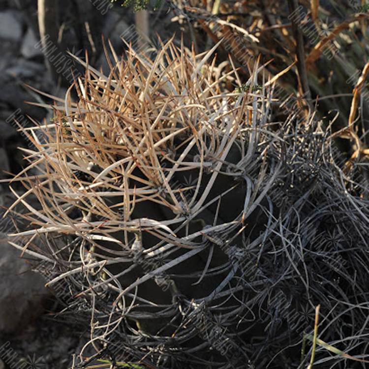 Семена кактуса Astrophytum crassispinum MZ 511 Семена кактуса Astrophytum crassispinum MZ 511