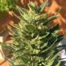 Семена марихуаны Auto Colorado Cookies feminised GanjaLiveSeeds Семена марихуаны Auto Colorado Cookies feminised GanjaLiveSeeds