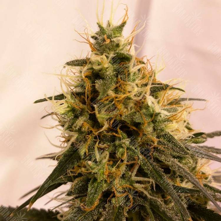 Семена ганжы Pineapple Chunk feminised Ganja Seeds недорого Семена ганжы Pineapple Chunk feminised Ganja Seeds недорого