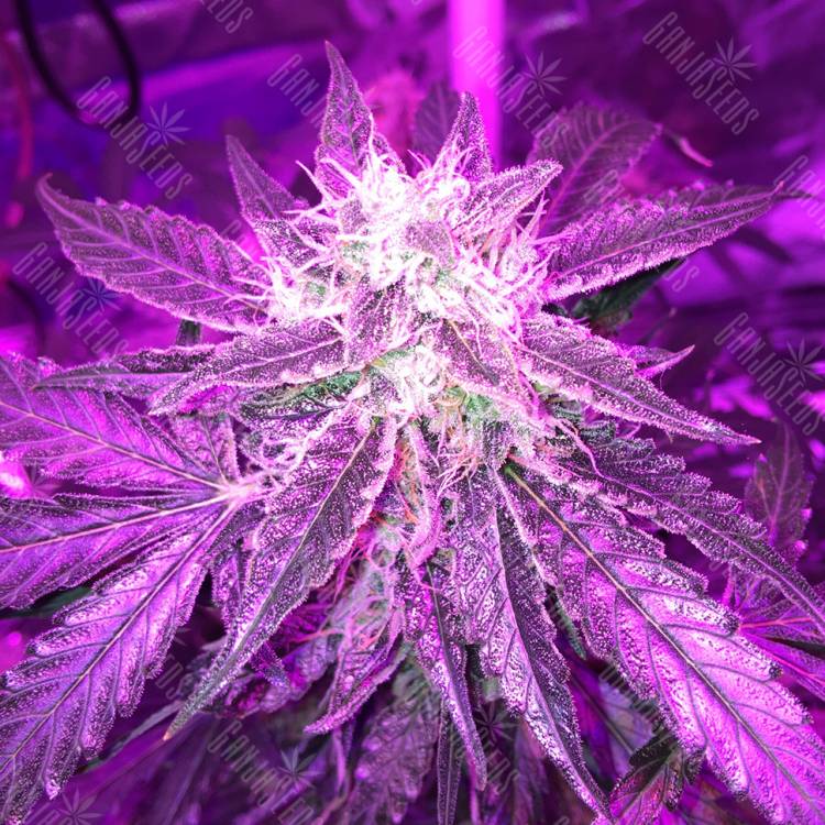 регулярные семена конопли купить Auto Blue Mystic regular регулярные семена конопли купить Auto Blue Mystic regular