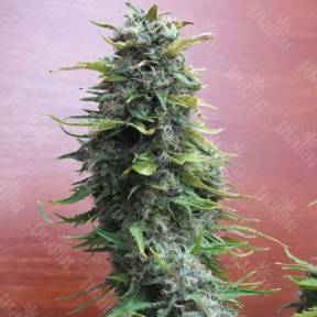 Top Skunk 44 regular Ganja Seeds