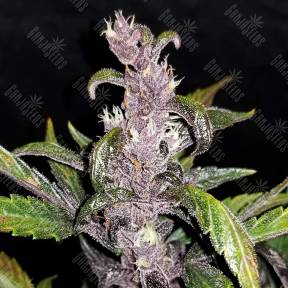 Auto Fastberry feminised Ganja Seeds