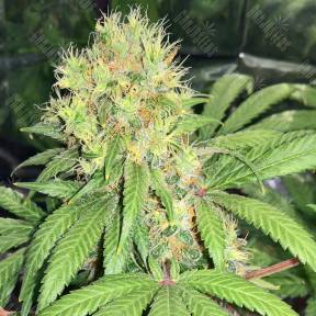 Skunk #1 feminised Ganja Seeds