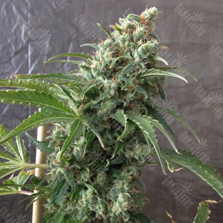 семена сортовой конопли Krystalica regular Mandala Seeds