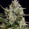 Original Afghani #1 regular Ganja Seeds Original Afghani #1 regular Ganja Seeds
