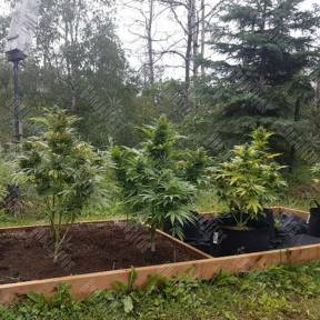 Original Afghani #1 regular Ganja Seeds