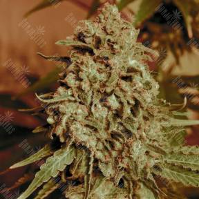 Somango Widow feminised Advanced Seeds