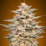 семена конопли элитных сортов Somango Widow feminised Advanced Seeds семена конопли элитных сортов Somango Widow feminised Advanced Seeds
