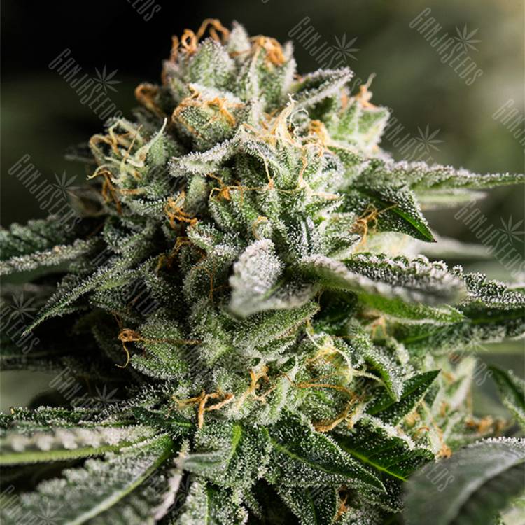 семена конопли индика Remo Chemo feminised Dinafem Seeds