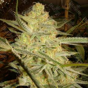 C 99 feminised Female Seeds
