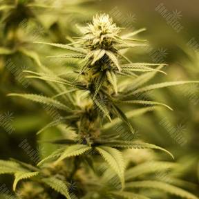 Fruity Jack (Jack El Frutero) feminised Philosopher Seeds