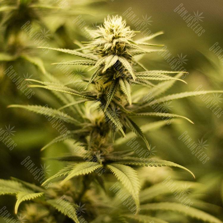 семена конопли для посадки купить Fruity Jack (Jack El Frutero) feminised Philosopher Seeds