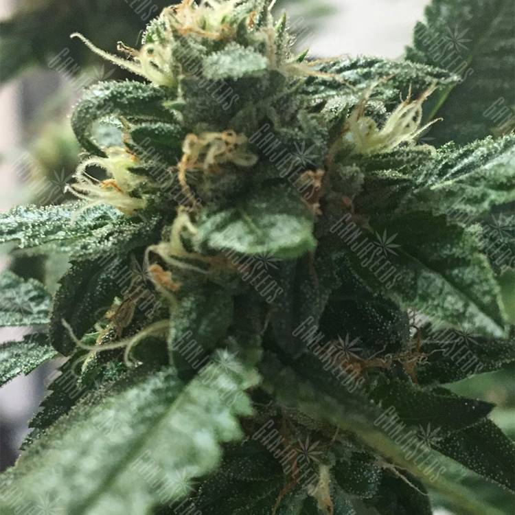 семена сортовой конопли Kosher Kush feminised Reserva Privada семена сортовой конопли Kosher Kush feminised Reserva Privada