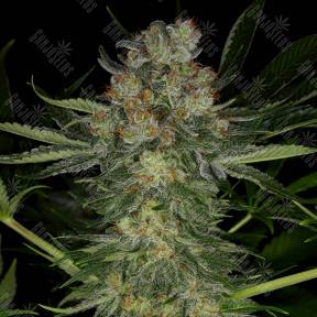 Serious Kush feminised Serious Seeds