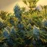 семена конопли индика Serious Kush feminised Serious Seeds