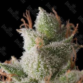 Auto White Widow feminised Trikoma Seeds