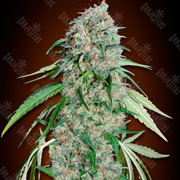 Семена марихуаны Swiss Chocolate CBD feminised Ganja Seeds заказать Семена марихуаны Swiss Chocolate CBD feminised Ganja Seeds заказать