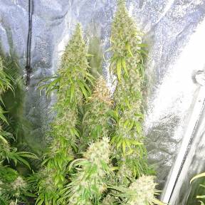 Lennon feminised Ganja Seeds
