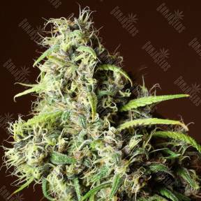 Mandala #1 regular Mandala Seeds