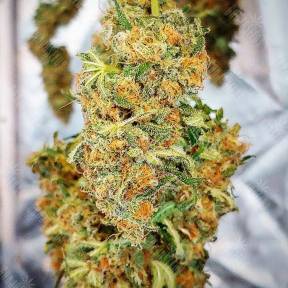Auto Californian Orange feminised Ganja Seeds