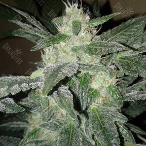 Royal Haze feminised Dinafem Seeds
