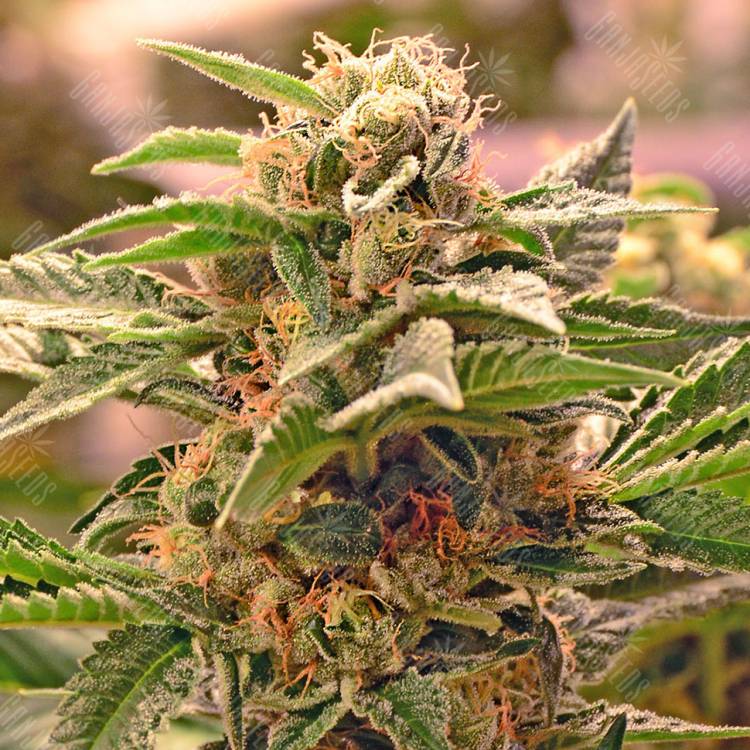 качественные семена конопли Auto Manti feminised Bang Seeds качественные семена конопли Auto Manti feminised Bang Seeds