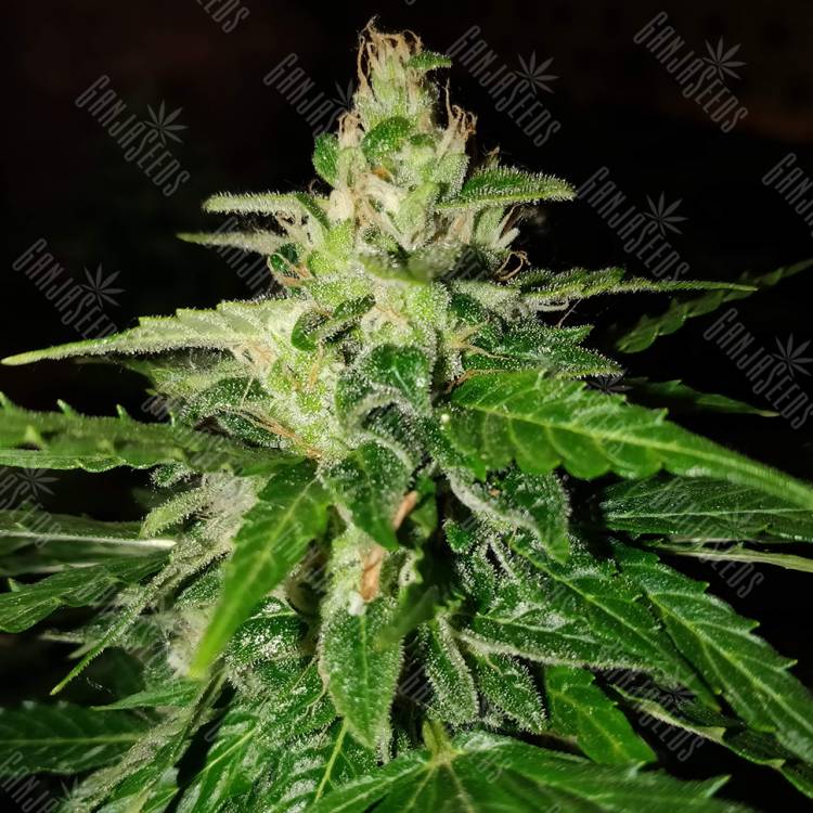 семена конопли гидропоники Pandora regular Ganja Seeds семена конопли гидропоники Pandora regular Ganja Seeds