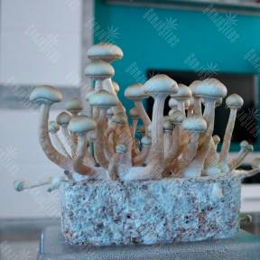 Hybrid Albino A+ Gribo4ek