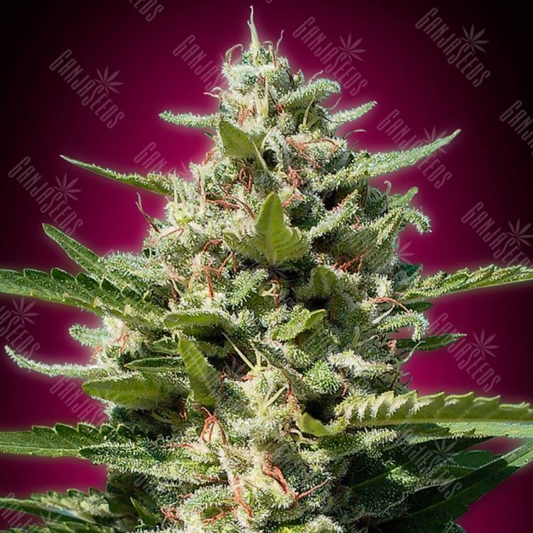 семена конопли аутдор White Kush feminised Advanced Seeds