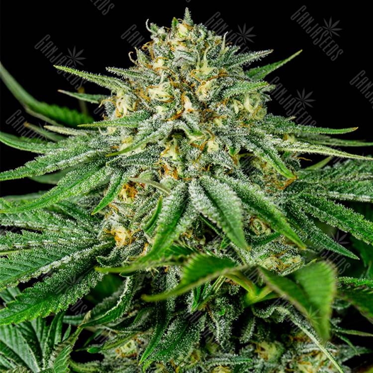 семена конопли Bubba Kush CBD feminised Dinafem Seeds семена конопли Bubba Kush CBD feminised Dinafem Seeds