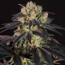 качественные семена конопли Bubba Kush CBD feminised Dinafem Seeds качественные семена конопли Bubba Kush CBD feminised Dinafem Seeds