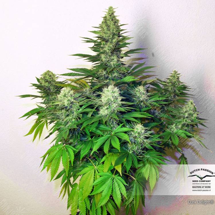 семена конопли для выращивания Dark Delight feminised Dutch Passion Seeds семена конопли для выращивания Dark Delight feminised Dutch Passion Seeds