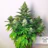 семена конопли для выращивания Dark Delight feminised Dutch Passion Seeds семена конопли для выращивания Dark Delight feminised Dutch Passion Seeds