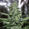 семена конопли марихуаны Dark Delight feminised Dutch Passion Seeds семена конопли марихуаны Dark Delight feminised Dutch Passion Seeds