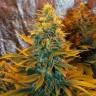 семена конопли элитных сортов Dark Delight feminised Dutch Passion Seeds семена конопли элитных сортов Dark Delight feminised Dutch Passion Seeds