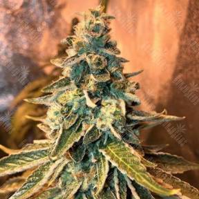 Chem OG feminised Female Seeds