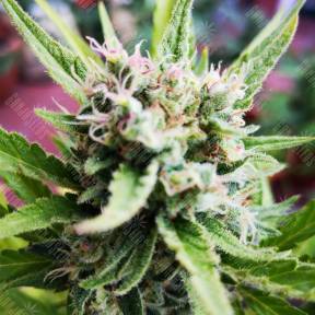 Auto Mikromachine feminised Kannabia Seeds