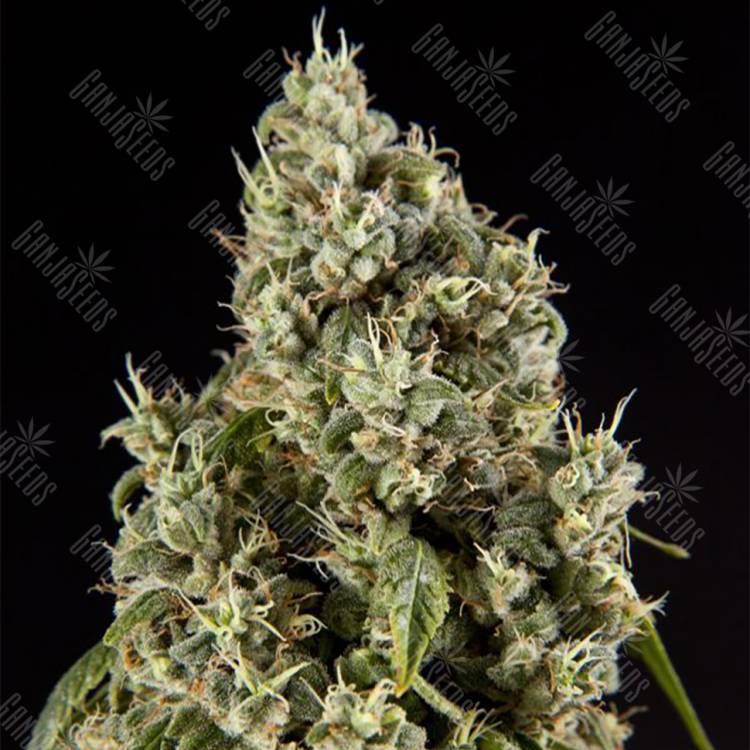 семена конопли для выращивания Guava Berry Kush (Guayita) feminised Philosopher Seeds семена конопли для выращивания Guava Berry Kush (Guayita) feminised Philosopher Seeds