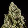 семена конопли для выращивания Guava Berry Kush (Guayita) feminised Philosopher Seeds семена конопли для выращивания Guava Berry Kush (Guayita) feminised Philosopher Seeds